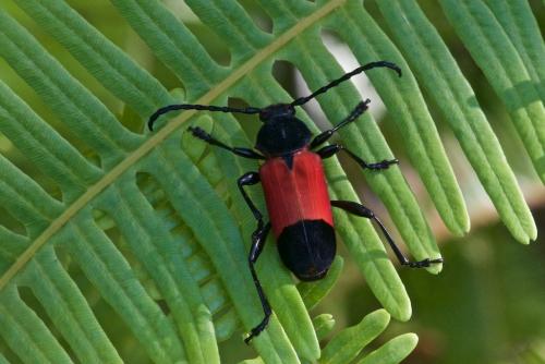 Euryphagus pictus